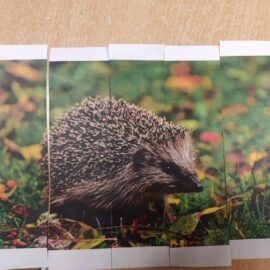 Dzień jeża w gr II żółtej Dzień jeża w gr II żółtej