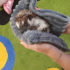 Niecodzienni goście[…]