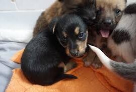 Akcja ” Paczka dla zwierzaczka” Akcja ” Paczka dla zwierzaczka”