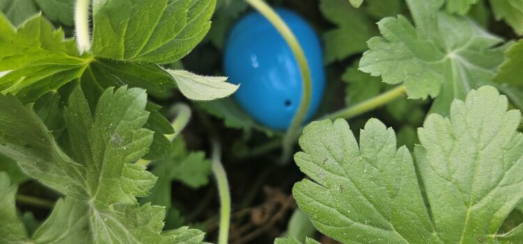 Świąteczne zabawy w ogrodzie